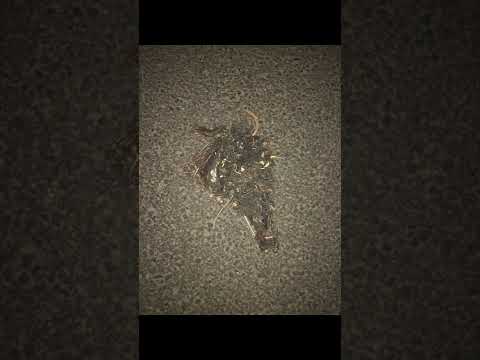 Wish and Wash with Jason dean fidge