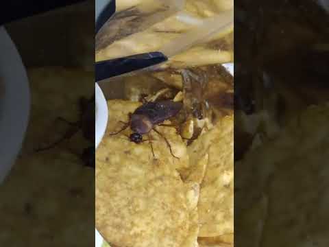 Me salió una cucaracha en mis tostitos - Image 2