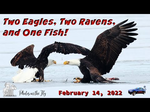 Two Eagles, Two Ravens, and One Fish!
