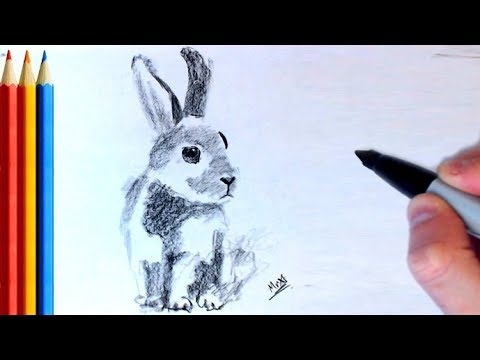 How to Draw Realistic Rabbit / Bunny - Step by Step...