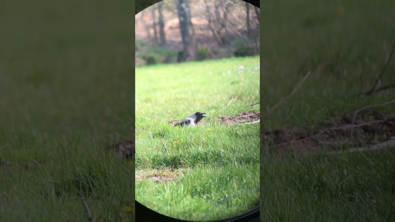 Bonte kraai, Soerensche Broek. 9 april 2023