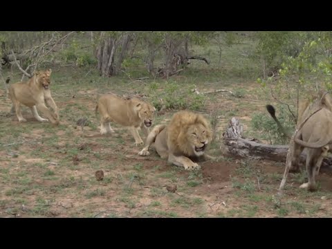 Digital Safari: Life of big cats