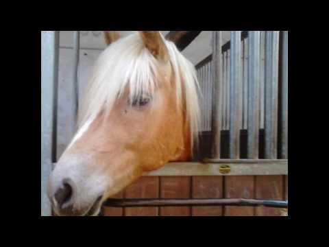 Ami du bist der beste