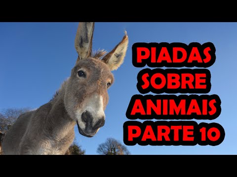 JOKES ABOUT ANIMALS PART 10 - COMEDIAN THIAGO DIAS