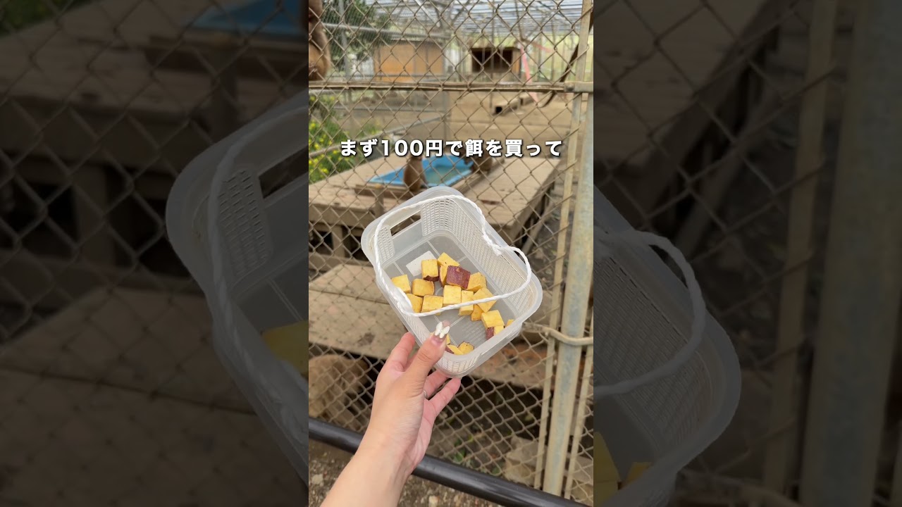 野生のニホンザルがいる動物園🐒