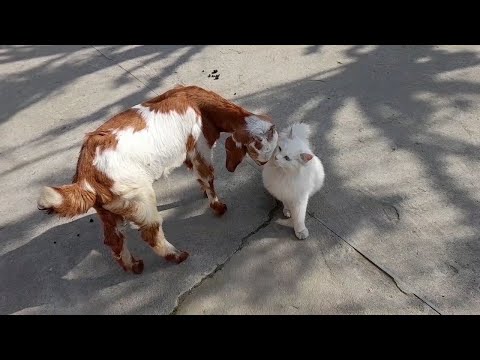 Billiyan Billiyan akhan  Cat's Best Some Funny Moments || Cats Engjoy with baby goat