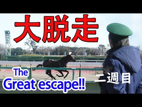 ハプニング🐎💨馬が脱走❗中山競馬場を独走三周🐎グーガルドリームズ　＃中山競馬場　＃ホープフルステークス　＃12月28日　＃競馬　＃horse