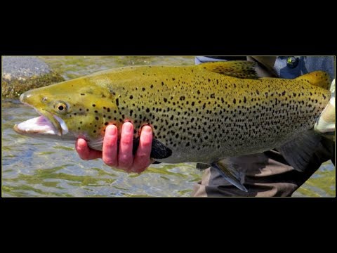 Beautiful Trout Water New Zealand Dry Fly Action