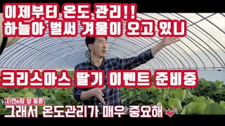 이제 딸기도 겨울준비하셔야죠!! 겨울 철 딸기 온도 관리 이중비닐(2중비닐) 설치 시기 co2발생기, 온풍기…