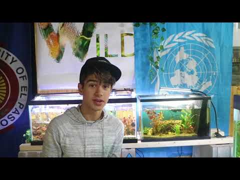 i lost my betta fish.