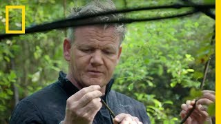 Gordon Ramsay Hunts for Native Foods of New Zealand | Gordon Ramsay: Uncharted