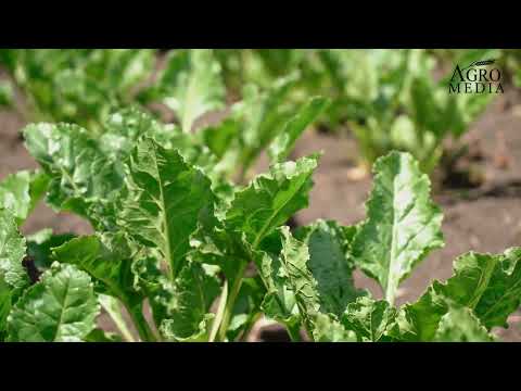 TEHNOLOGIA DE PROTECȚIE A SFECLEI DE ZAHĂR. Sfaturi utile, preparate recomandate