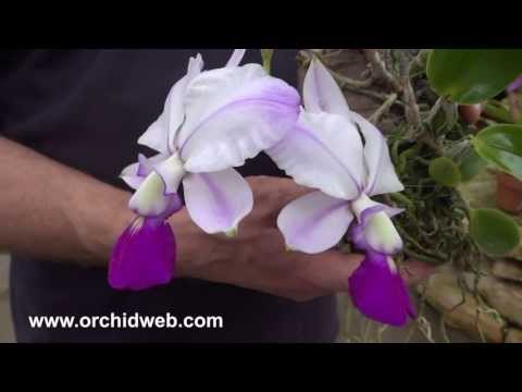 OrchidWeb - Cattleya walkeriana var. perola