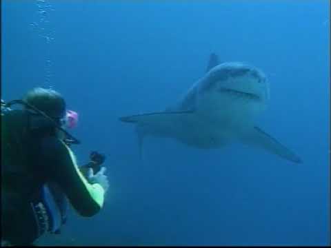 Great White Shark Testing - Shark Shield Technology