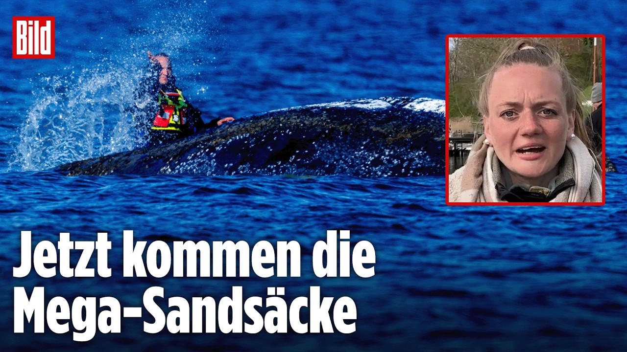 OSTSEE: Mit dieser Methode soll der Buckelwal gerettet werden!