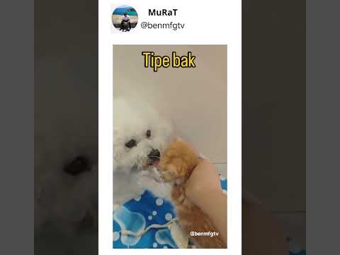 O Tip Ne Len 🤣🐈🤣