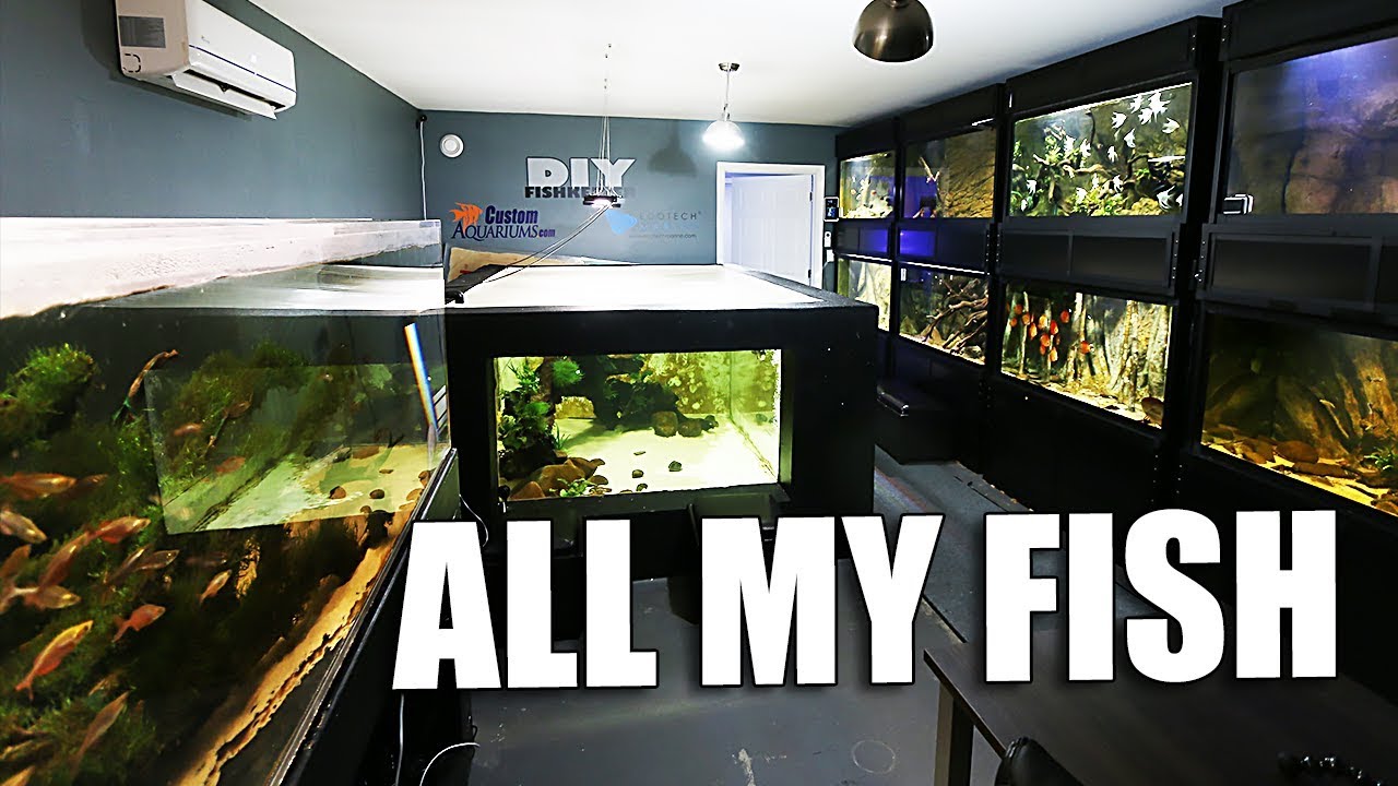 All my aquariums tour