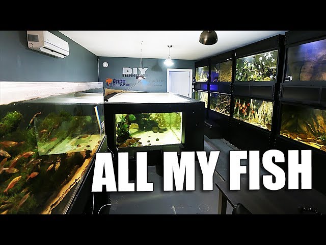 All my aquariums tour