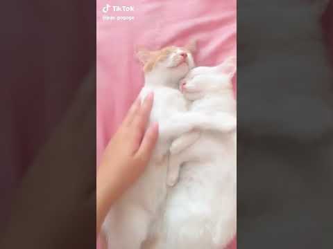 cat so cute by Qais azmi🤣