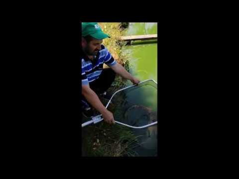 Somn 24 kg, Balta 1 Otvești, iulie 2019