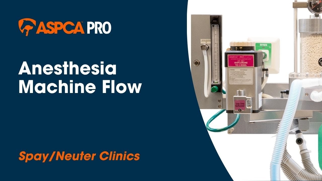 Spay/Neuter Anesthesia: Anesthesia Machine Flow