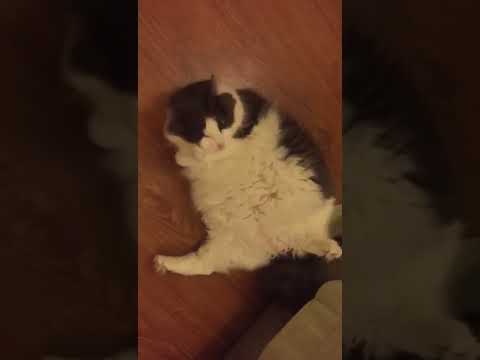 Charu acting nuts (as usual)