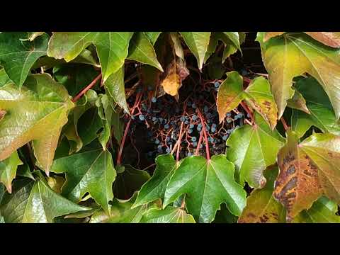 Japanese Ivy was used to make sugar (Parthenocissus tricuspidata)