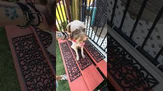 Video preview image #1 Poodle (Standard)-Unknown Mix Puppy For Sale in Benton, LA, USA