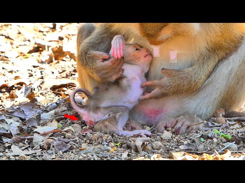 Baby monkey Sacky really struggles to defecate, making her mom Sahsa wonder at her face.