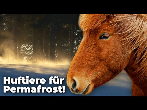Artificial ice age thanks to horses: Permafrost as climate protection! - Clixoom nature