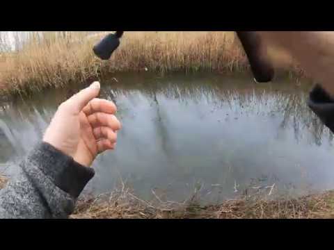 2nd YouTube video about are goldfish nut free