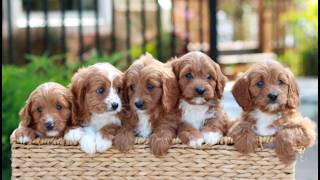 Video preview image #1 Cavapoo (Miniature) Puppy For Sale in LITITZ, PA, USA