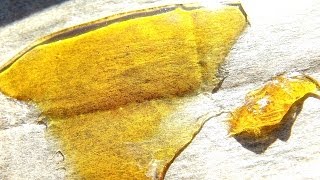 Concentrate Review: BAMF Extractions - SFV OG by The Cannabis Connoisseur Connection 420