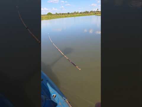 Lifting The Fishing Rod Out Of The Water. #shorts