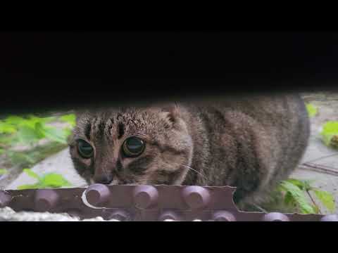 KASSI KONTSERT ehk tõestisündinud lugu