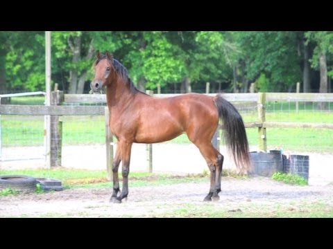 6 Year old Arabian mare by triple National Top Ten stallion out of multi- champion-producing mare