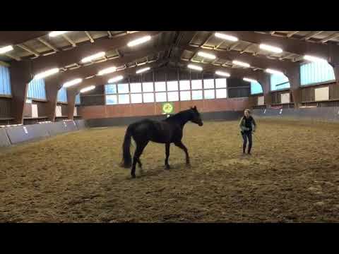 Bodenarbeit mit pferd Eos!