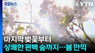 마지막 벚꽃부터 상쾌한 편백 숲까지...봄 만끽 / YTN