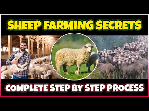 Sheep Farming: A Comprehensive Guide to Raising Sheep for Meat, Wool, and Milk
