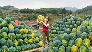 Harvesting Tons Of Watermelon Goes To Countryside Market Sell | Phương Farm Life