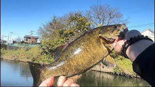 【埼玉県】スモールマウスバス撃破！
