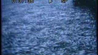 preview picture of video 'HERRING DIE OFF IN SMALLBOAT HARBOR AT CORDOVA, ALASKA  IN ABOUT 1959'