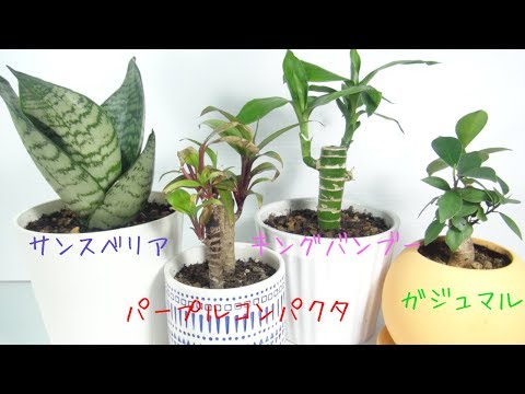 園芸 パープルオオエンレイソウ、パープルオオエンレイソウ