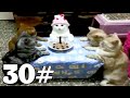 ЛУЧШИЕ ПРИКОЛЫ 30#|ДЕНЬ Рождение у КОТА 