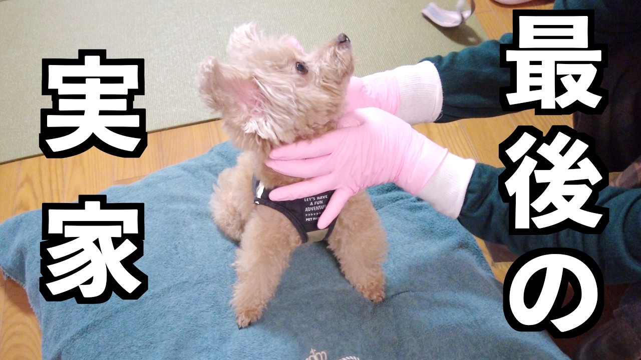 出産前最後のパパ実家に行ってきました！