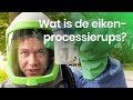 Wat is de eikenprocessierups?