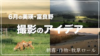 6月の美瑛富良野 撮影のアイデア【北海道/美瑛/富良野】