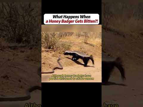 #handwork #Manufacturing #Build #Creativity #Repair #DIY #challenge #Treasurehunt #animalworld