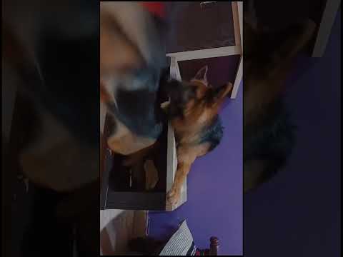 Their bond is just amazing 🧿 #love #viralvideo #doglover #youtubeshorts #beinghuman