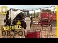 Dr Pol Client Tales House Farms The Incredible Dr Pol